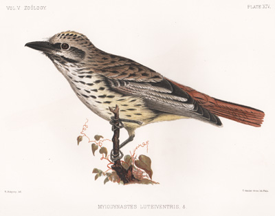 Plate XIV 

Myiodynastes Luteiventris, male
(Yellow-bellied Flycatcher)